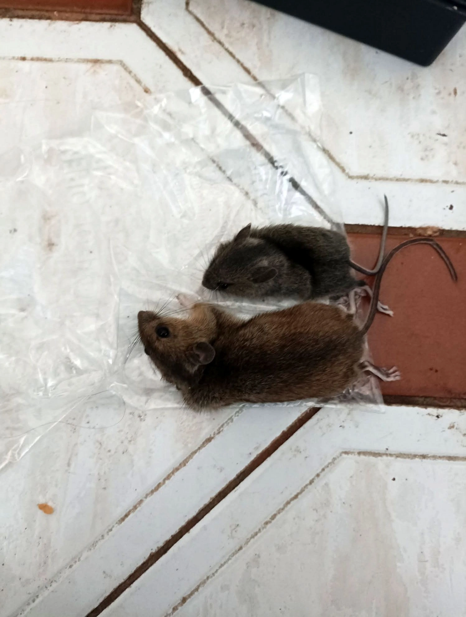 Hartsfield Pest Control — Residential Treatment